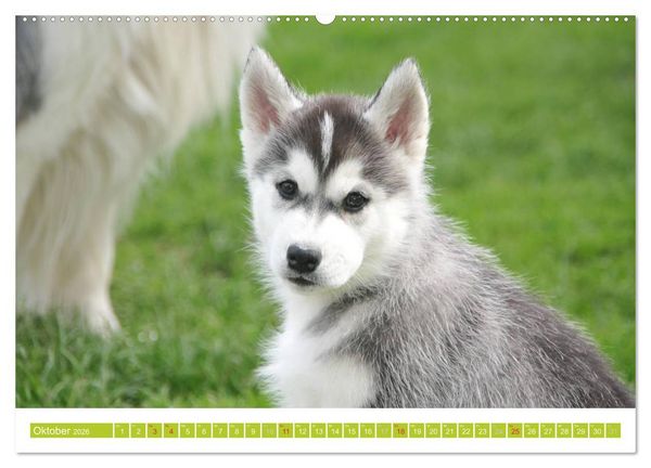 Produktbild: Siberian Husky - der Urtyp (hochwertiger Premium Wandkalender 2026 DIN A2 quer), Kunstdruck in Hochglanz