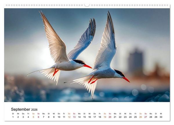 Produktbild: Seeschwalben - Meister der L&uuml;fte (Wandkalender 2026 DIN A2 quer), CALVENDO Monatskalender