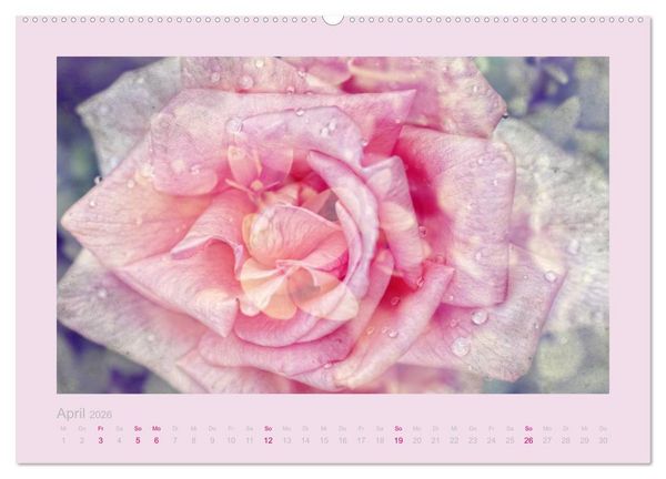 Produktbild: Romantische Rosen (Wandkalender 2026 DIN A2 quer), CALVENDO Monatskalender
