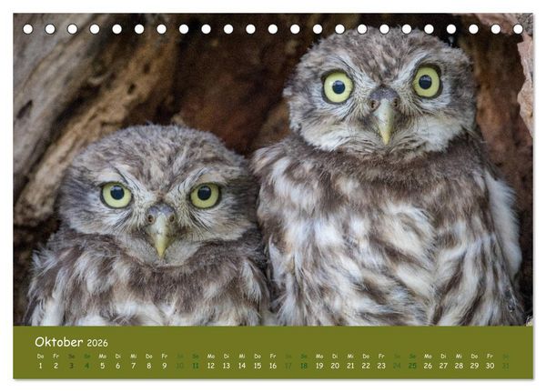 Produktbild: Steink&auml;uze (Athene noctua) (Tischkalender 2026 DIN A5 quer), CALVENDO Monatskalender