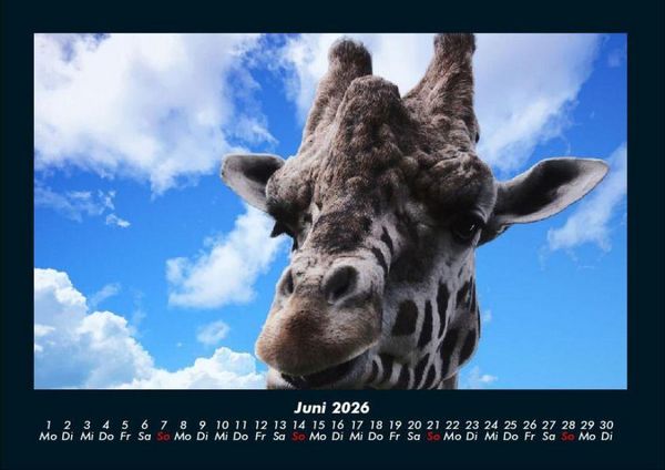 Produktbild: Giraffen 2026 Fotokalender DIN A4