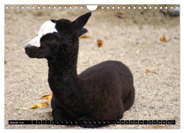 Produktbild: Lama und Alpaka (Wandkalender 2026 DIN A4 quer), CALVENDO Monatskalender