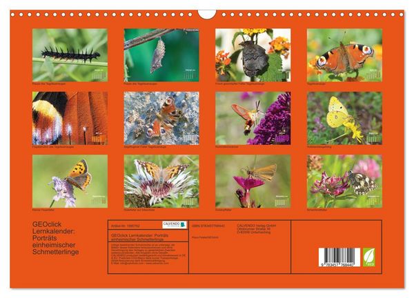 Produktbild: GEOclick Lernkalender: Portr&auml;ts einheimischer Schmetterlinge (Wandkalender 2026 DIN A3 quer), CALVENDO Monatskalender