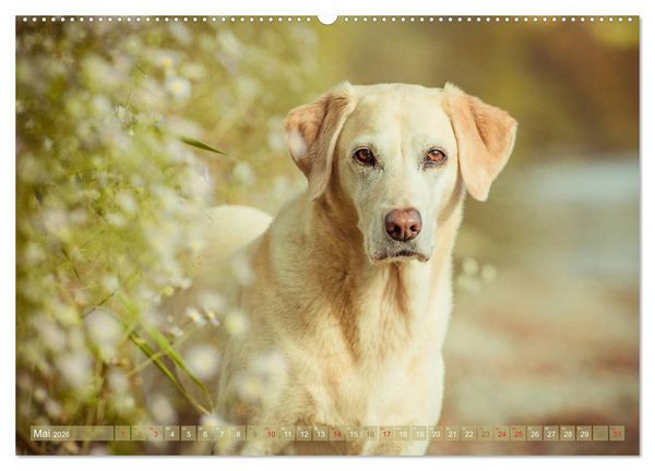 Produktbild: Faszination Labrador - gelb, foxred, schwarz (Wandkalender 2026 DIN A2 quer), CALVENDO Monatskalender