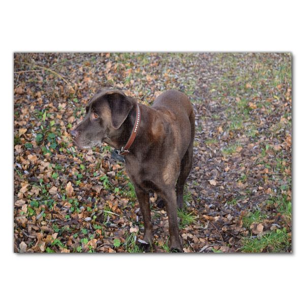 Produktbild: Lais Puzzle Labrador 1000 Teile