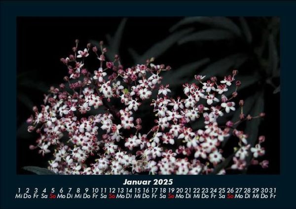 Produktbild: Blumenkalender 2025 Fotokalender DIN A5