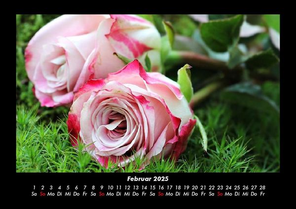 Produktbild: Rosen-Kalender 2025 Fotokalender DIN A3