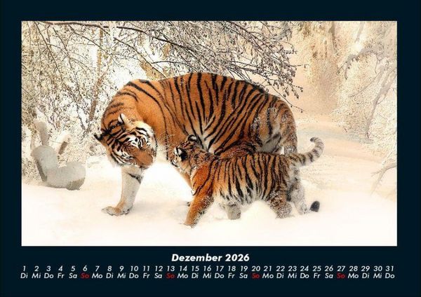 Produktbild: Tiger 2026 Fotokalender DIN A4