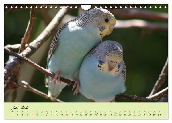 Produktbild: Wellensittiche - Gefiederte Freunde (Wandkalender 2026 DIN A4 quer), CALVENDO Monatskalender