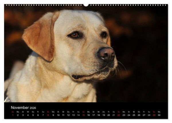 Produktbild: Labrador Retriever 2026 (Wandkalender 2026 DIN A2 quer), CALVENDO Monatskalender
