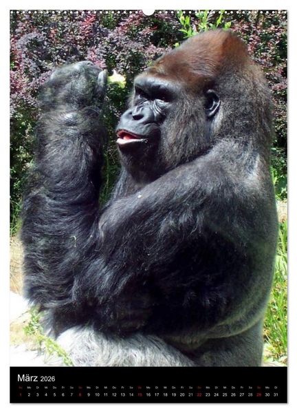 Produktbild: Gorillas (hochwertiger Premium Wandkalender 2026 DIN A2 hoch), Kunstdruck in Hochglanz