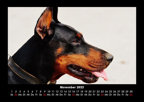Produktbild: Der Tierkalender 2025 Fotokalender DIN A3