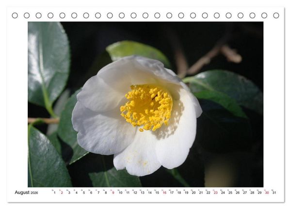 Produktbild: Geheimnisvolle Kamelien (Tischkalender 2026 DIN A5 quer), CALVENDO Monatskalender