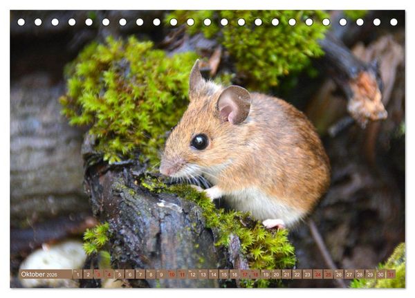 Produktbild: Gr&uuml;sse von der Maus! (Tischkalender 2026 DIN A5 quer), CALVENDO Monatskalender