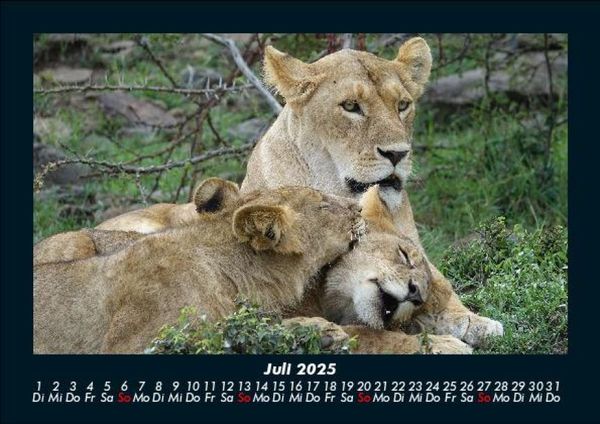Produktbild: L&ouml;wen in der Wildnis 2025 Fotokalender DIN A5