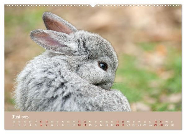 Produktbild: Flauschige Fellkn&auml;uel (Wandkalender 2026 DIN A2 quer), CALVENDO Monatskalender