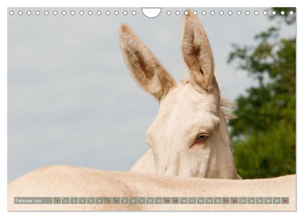 Produktbild: Wei&szlig;e Esel - M&auml;rchenhafte Langohren (Wandkalender 2026 DIN A4 quer), CALVENDO Monatskalender