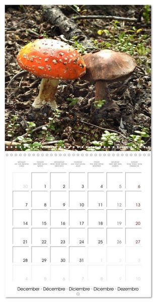 Produktbild: Habitat Forest (Wall Calendar 2026 12 &times; 12 Inch) CALVENDO 12 Month Wall Calendar