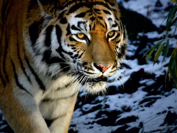 Produktbild: CALVENDO Puzzle Ein Motiv aus dem Kalender Tiger - die leisen J&auml;ger des Dschungels | 1000 Teile Lege-Gr&ouml;&szlig;e 64x48cm Foto-Puzzle f&uuml;r gl&uuml;ckliche Stunden