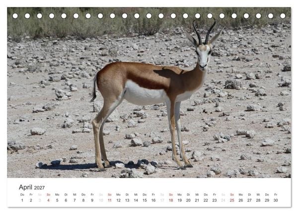 Produktbild: Namibia - Tierische Vielfalt (Tischkalender 2027 DIN A5 quer), CALVENDO Monatskalender
