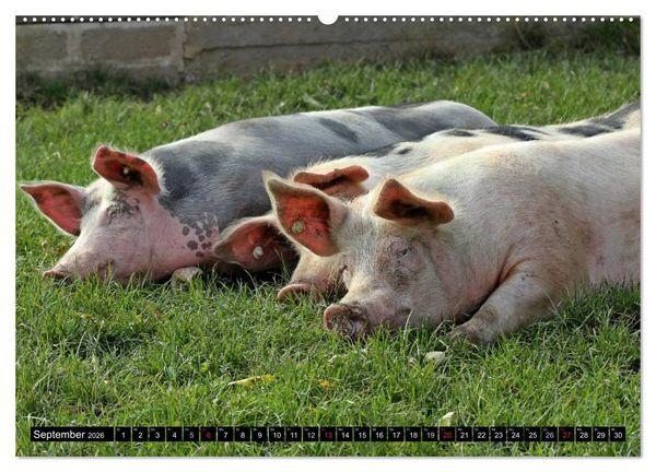 Produktbild: Der Schweinekalender (hochwertiger Premium Wandkalender 2026 DIN A2 quer), Kunstdruck in Hochglanz