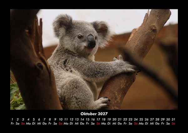 Produktbild: Koala 2027 Fotokalender DIN A3