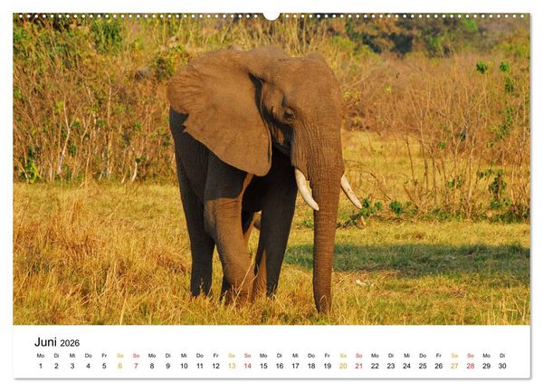 Produktbild: Elefanten Impressionen (Wandkalender 2026 DIN A2 quer), CALVENDO Monatskalender