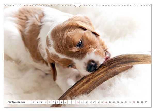 Produktbild: Irish Red and White Setter Welpen (Wandkalender 2026 DIN A3 quer), CALVENDO Monatskalender