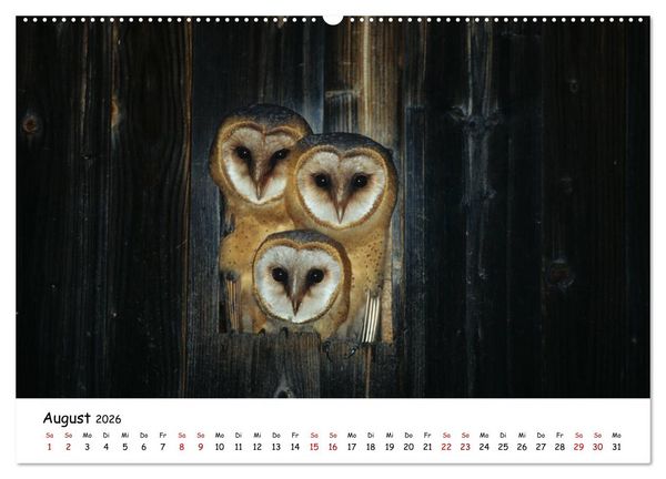 Produktbild: Tierkinder in freier Wildbahn (Wandkalender 2026 DIN A2 quer), CALVENDO Monatskalender