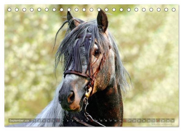 Produktbild: Edle spanische Pferde - Pura Raza Espanola (Tischkalender 2026 DIN A5 quer), CALVENDO Monatskalender