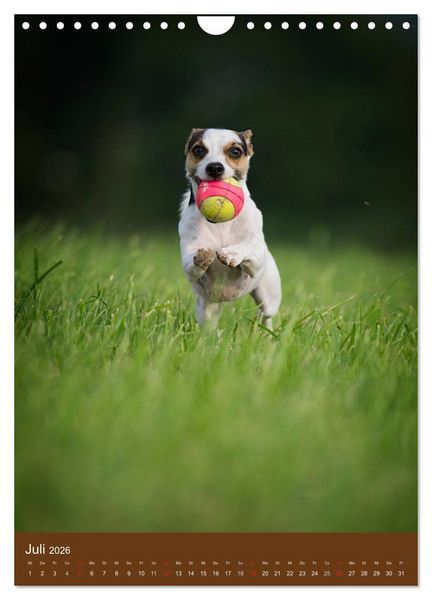 Produktbild: Jack Russell Terrier (Wandkalender 2026 DIN A4 hoch), CALVENDO Monatskalender