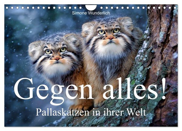 Produktbild: Gegen alles! - Pallaskatzen in ihrer Welt (Wandkalender 2027 DIN A4 quer), CALVENDO Monatskalender