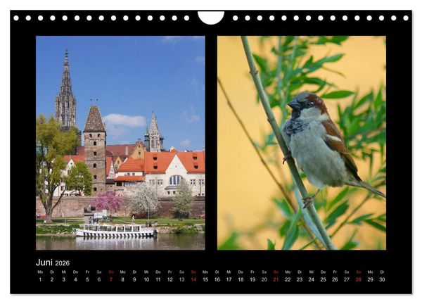 Produktbild: Ulmer Spatzen (Wandkalender 2026 DIN A4 quer), CALVENDO Monatskalender