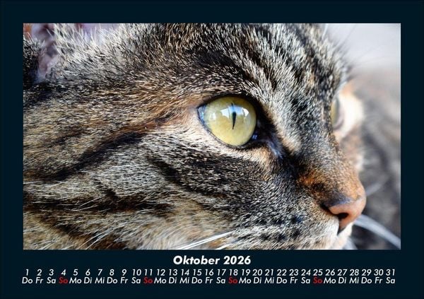 Produktbild: F&uuml;r Katzenfreunde 2026 Fotokalender DIN A5