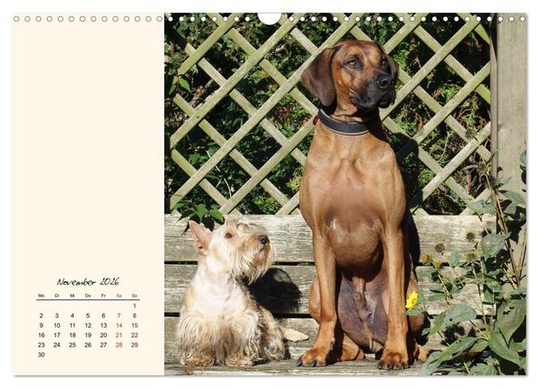 Produktbild: Scottish Terrier - Charmantes Rauhbein (Wandkalender 2026 DIN A3 quer), CALVENDO Monatskalender