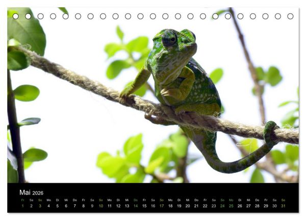 Produktbild: Reptilien (Tischkalender 2026 DIN A5 quer), CALVENDO Monatskalender