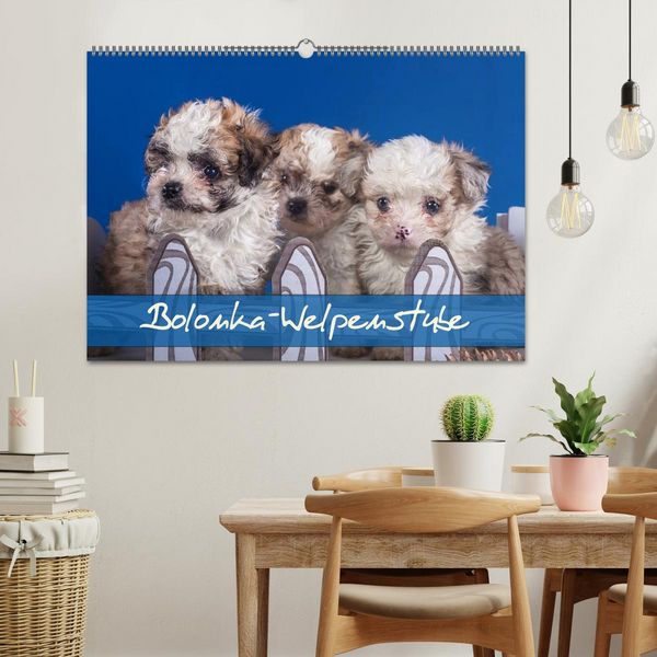 Produktbild: Bolonka Welpenstube (Wandkalender 2026 DIN A2 quer), CALVENDO Monatskalender
