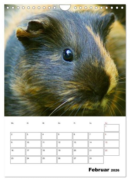 Produktbild: Meerschweinchen Terminplaner (Wandkalender 2026 DIN A4 hoch), CALVENDO Monatskalender