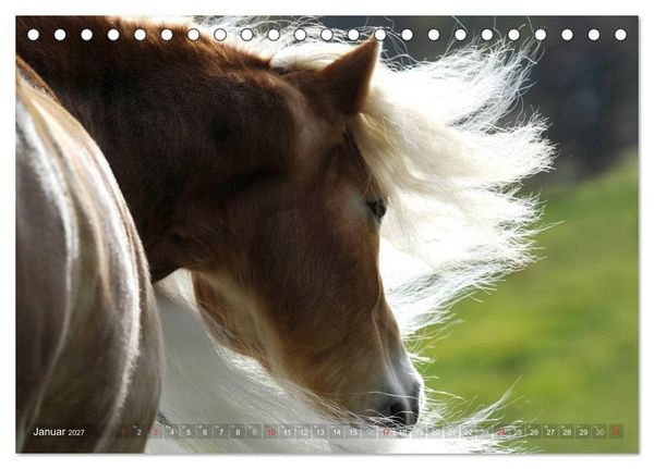 Produktbild: Haflinger Sch&ouml;nheiten (Tischkalender 2027 DIN A5 quer), CALVENDO Monatskalender