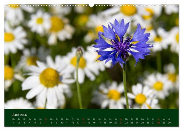Produktbild: Blumen und Bl&uuml;ten (hochwertiger Premium Wandkalender 2026 DIN A2 quer), Kunstdruck in Hochglanz