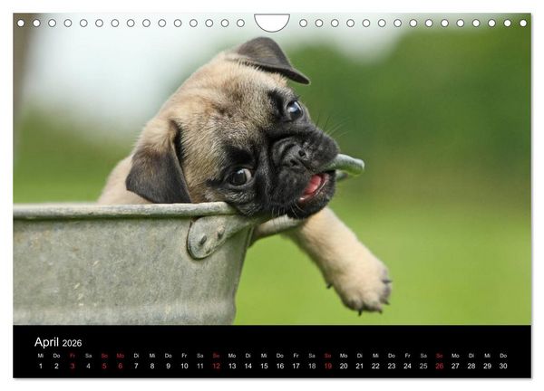 Produktbild: Der MOPS-Kalender (Wandkalender 2026 DIN A4 quer), CALVENDO Monatskalender
