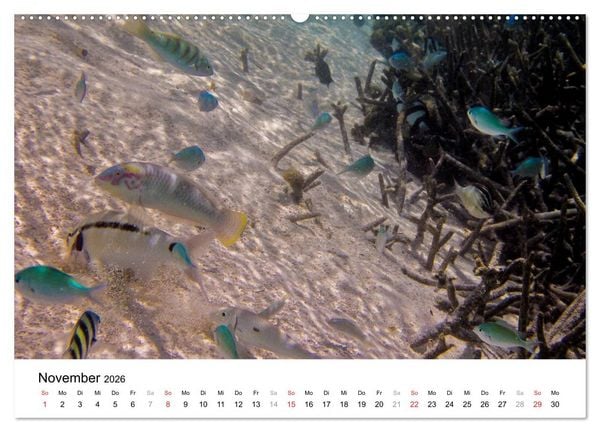 Produktbild: Unterwasserwelt der Malediven II (hochwertiger Premium Wandkalender 2026 DIN A2 quer), Kunstdruck in Hochglanz