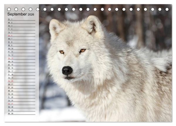 Produktbild: W&ouml;lfe. Graue Eminenzen (Tischkalender 2026 DIN A5 quer), CALVENDO Monatskalender