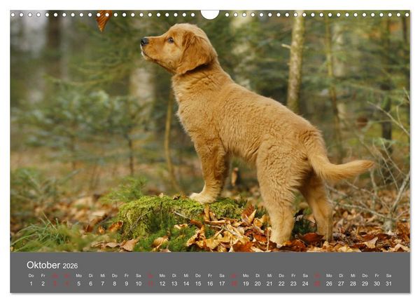Produktbild: Chesley Kleiner Hund grosse Abenteuer (Wandkalender 2026 DIN A3 quer), CALVENDO Monatskalender