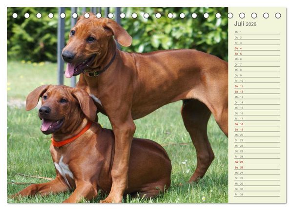 Produktbild: Rhodesian Ridgeback - Jung, wild, zuckers&uuml;&szlig; (Tischkalender 2026 DIN A5 quer), CALVENDO Monatskalender