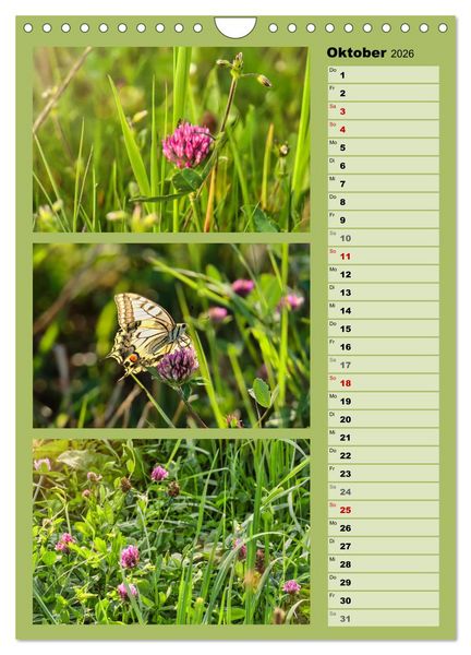 Produktbild: Farbenzauber, bunte Wiesen und bunte Falter (Wandkalender 2026 DIN A4 hoch), CALVENDO Monatskalender