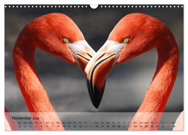 Produktbild: Flamingos Think pink (Wall Calendar 2026 DIN A3 landscape), CALVENDO 12 Month Wall Calendar