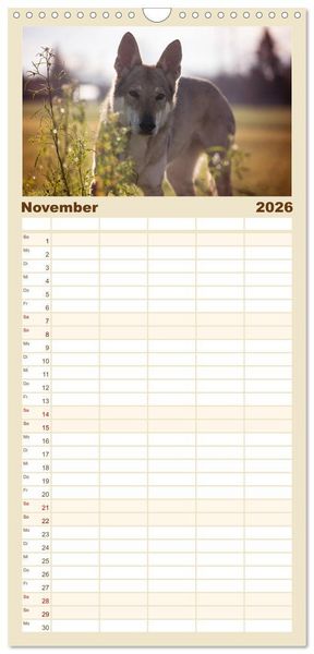 Produktbild: Familienplaner 2026 - Wolfshunde 2026 mit 5 Spalten (Wandkalender, 21 x 45 cm) CALVENDO