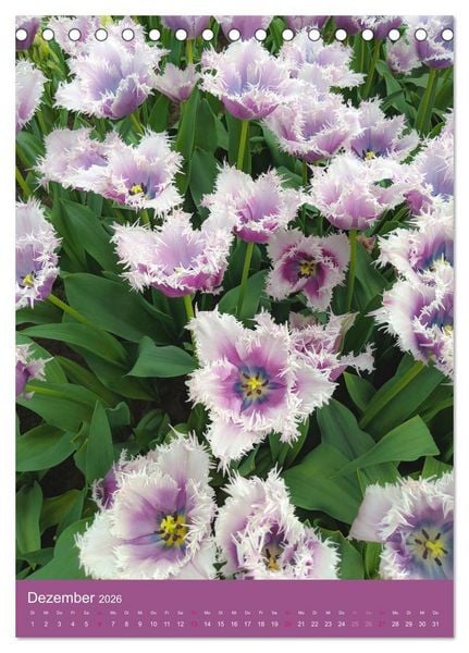 Produktbild: Tulpen. Bunter Fr&uuml;hling (Tischkalender 2026 DIN A5 hoch), CALVENDO Monatskalender