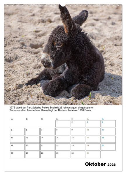 Produktbild: Liebenswerte Landtiere (Wandkalender 2026 DIN A2 hoch), CALVENDO Monatskalender
